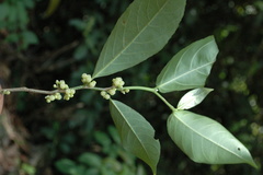 Rinorea bengalensis